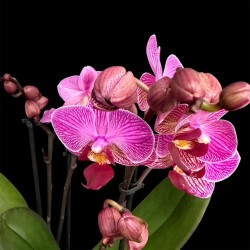 Phalaenopsis Violet