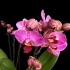 Phalaenopsis Violet