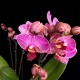 Phalaenopsis Violet