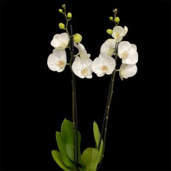 Phalaenopsis White World