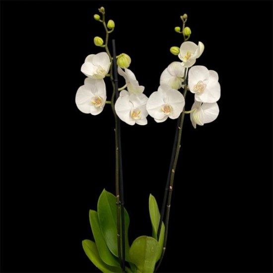 Phalaenopsis White World