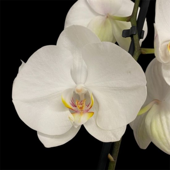 Phalaenopsis White World