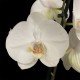 Phalaenopsis White World