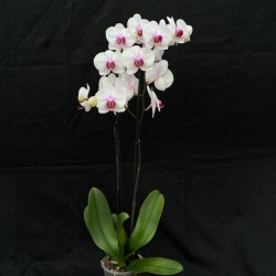 Phalaenopsis Castor