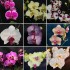 Gift Orchid with Pot