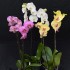 Flowering Phalaenopsis Collection (3 plants)