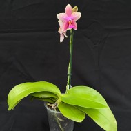 Phalaenopsis Sweet Memory "Liodoro"