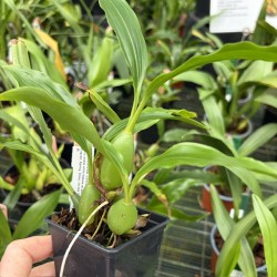 Pholidota chinensis Pholidota chinensis