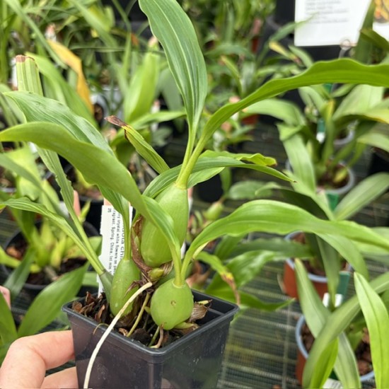 Pholidota chinensis