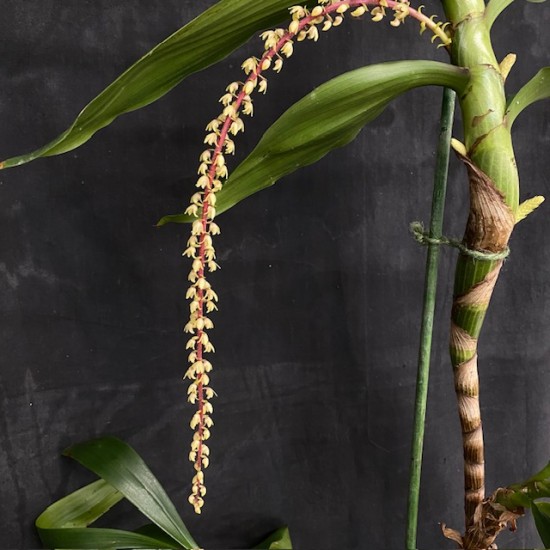 Pinalia philippinensis