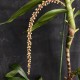 Pinalia philippinensis