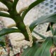 Pinalia philippinensis