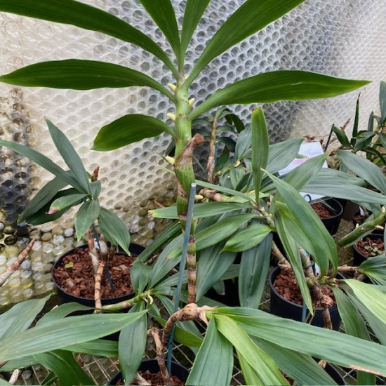 Pinalia philippinensis