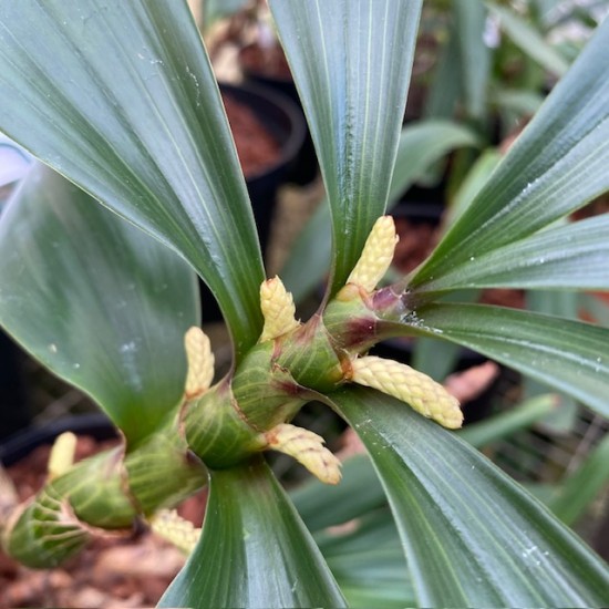 Pinalia philippinensis