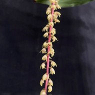 Pinalia philippinensis