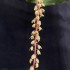 Pinalia philippinensis