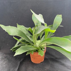 Platycerium bifurcatum Platycerium bifurcatum