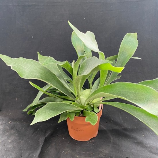 Platycerium bifurcatum