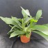 Platycerium bifurcatum