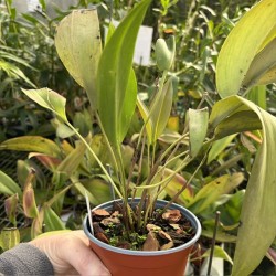 Pleurothallis alvaroi Pleurothallis alvaroi
