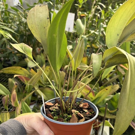 Pleurothallis alvaroi