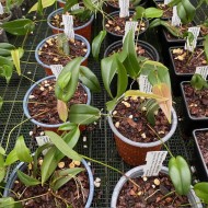 Pleurothallis palliolata Pleurothallis palliolata