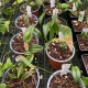 Pleurothallis palliolata