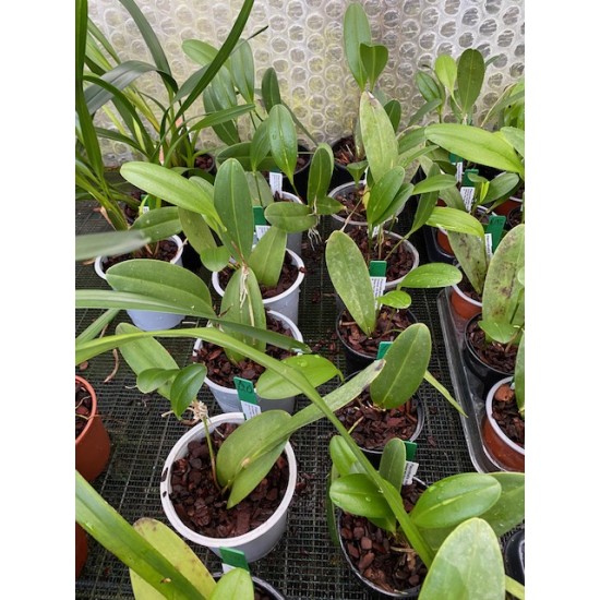 Pleurothallis restrepioides