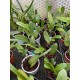Pleurothallis restrepioides