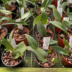 Pleurothallis rowleei Pleurothallis rowleei
