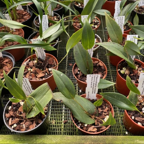 Pleurothallis rowleei
