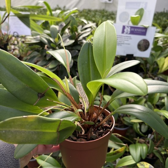 Pleurothallis tuerckheimii