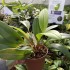 Pleurothallis tuerckheimii