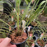 Polystachya vulcanica "Burnham Jubilee" BC/RHS