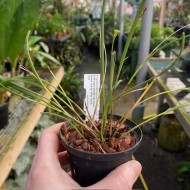 Polystachya vulcanica "Burnham Jubilee" BC/RHS