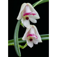 Polystachya vulcanica "Burnham Jubilee" BC/RHS