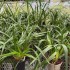 Pot Luck Cymbidium (out of flower)