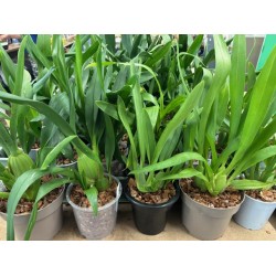 Pot Luck Oncidium (out of flower)