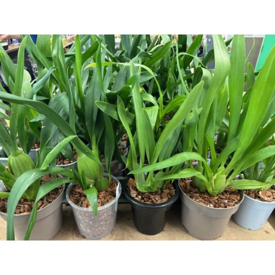 Pot Luck Oncidium (out of flower)