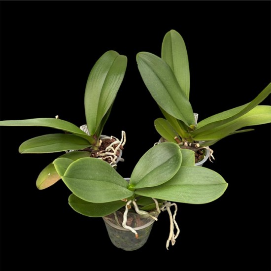 Pot Luck Phalaenopsis Collection (out of flower)