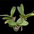 Pot Luck Phalaenopsis Collection (out of flower)