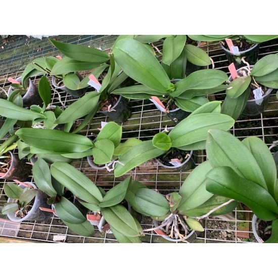 Pot Luck Phalaenopsis (out of flower) Pot Luck Phalaenopsis (out of flower)