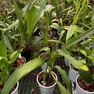 Pot Luck Zygopetalum (out of flower) Pot Luck Zygopetalum (out of flower)