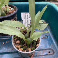 Promenaea Crawshayana