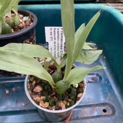 Promenaea Crawshayana