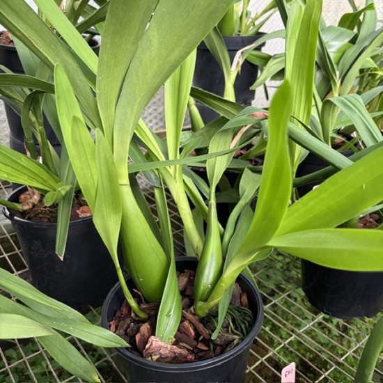 Prosthechea Edith Arakawa