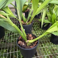 Prosthechea Edith Arakawa Prosthechea Edith Arakawa