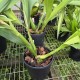 Prosthechea Edith Arakawa