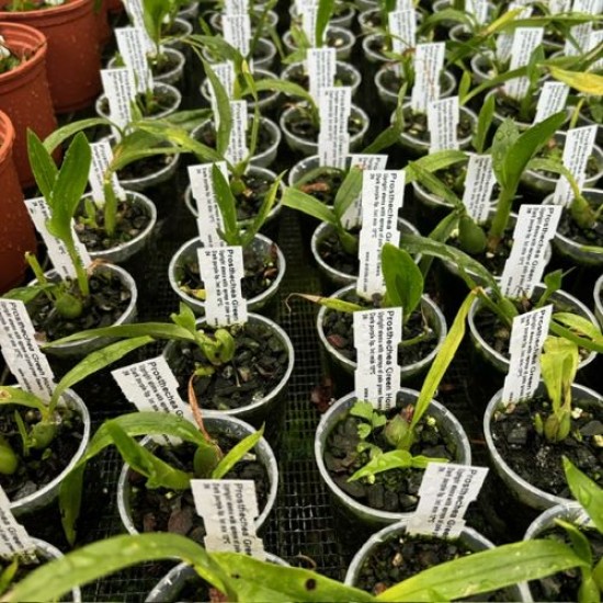 Prosthechea Green Hornet