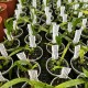 Prosthechea Green Hornet